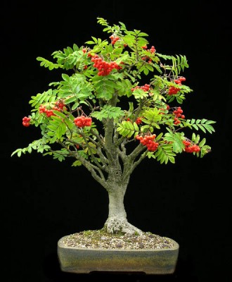Origin - http://www.yamadori-bonsai.info, (C) Wolfgang Putz