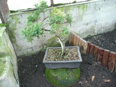 bonsai_siltnamy2012-2.JPG