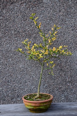 poncirus trifoliata.jpg