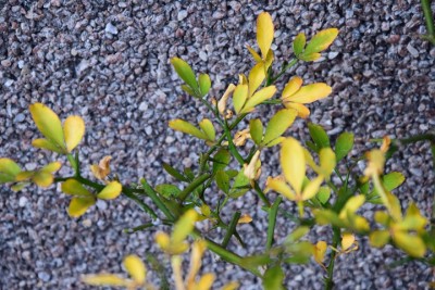 poncirus trifoliata1.jpg