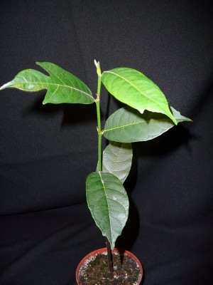 Artocarpus heterophyllus - Duonmedis stambusis.JPG