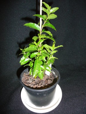 Myrciaca floribunda.JPG