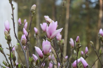 Lelijažiedė magnolija