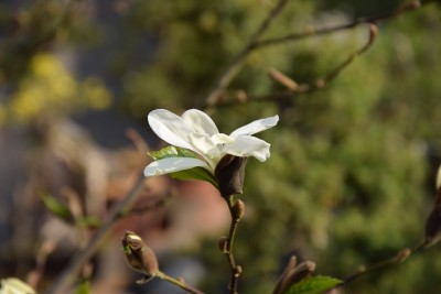 Žvaigždinė magnolija