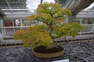 kew bonsai1.jpg