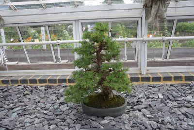 kew bonsai2.jpg