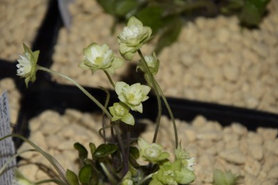 Hepatica japonica 3.jpg