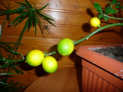 Citrina-kalamandinas, 2010 (8) citrinos vaisiai.JPG
