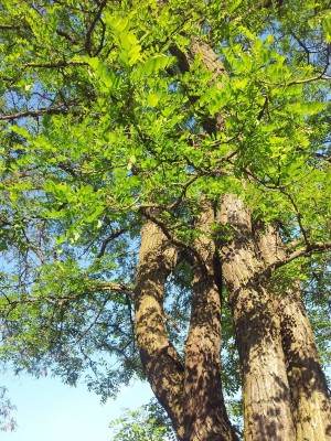 Lazdynuose ir Koraluose nemažai auga šitų medžių