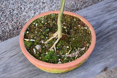 poncirus trifoliata nebaris.jpg